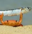Nadzukasi