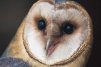 OldOwl
