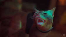 Stray, Stray