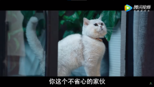 Случайный мяу, ACCIDENTALLY MEOW ON YOU