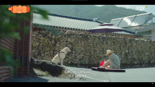 Пёсель знает всё, Gaesori/Dog Knows Everything